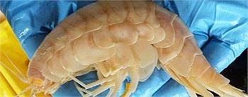 Scientists snare 'superprawn' off New Zealand