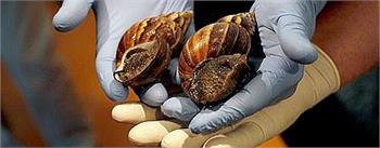 Miami battling invasion of giant African snails