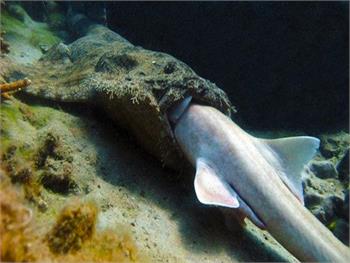 Shark devours another shark whole