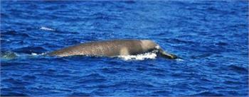 Rare whale caught on film for first time