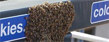 Bee swarm delays game between D-backs, Giants