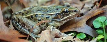 New frog species discovered in New York City