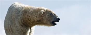 Polar bear shot dead in Newfoundland after house break-in and livestock attack