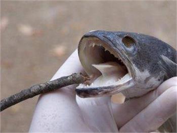 Dangerous snakehead fish caught in B.C. pond