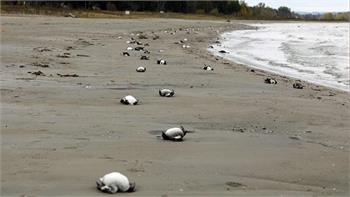 Dead birds litter Georgian Bay in the thousands