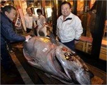 Single tuna fetches record $736k at Japan auction