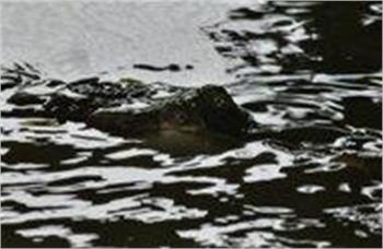 Crocodile swallows Indonesian girl