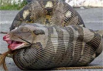 Huge pythons wiping out mammals in Everglades