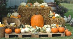 Harvest Month at Scarborough Museum 