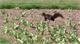 Squirrels eat 10,000 tulips in Windsor, Ont., park