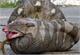 Huge pythons wiping out mammals in Everglades