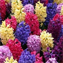 طرح فروش گل سنبل عید ۹۲ - 2013 Hyacinth Sale for Iranian New Year