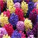 طرح فروش گل سنبل عید ۹۲ - 2013 Hyacinth Sale for Iranian New Year